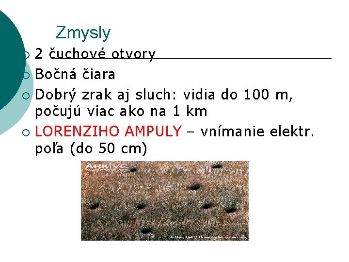 Zmysly 2 čuchové otvory ¡ Bočná čiara ¡ Dobrý zrak aj sluch: vidia do