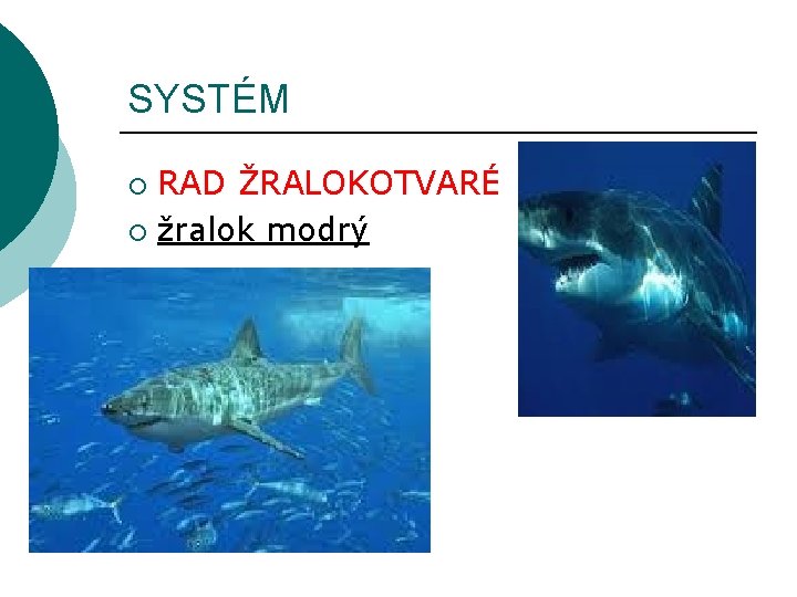 SYSTÉM RAD ŽRALOKOTVARÉ ¡ žralok modrý ¡ 