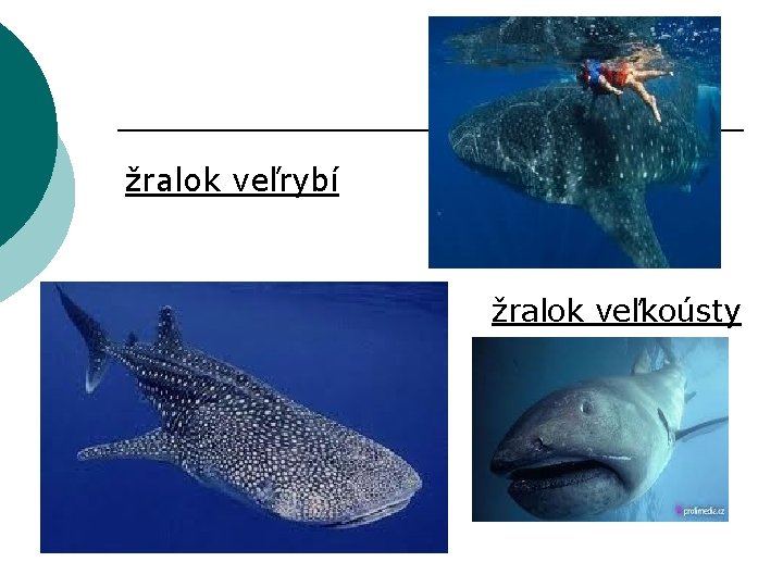 žralok veľrybí žralok veľkoústy 