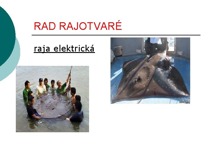 RAD RAJOTVARÉ raja elektrická 