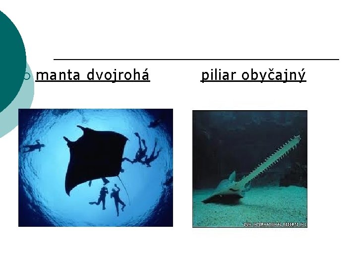 ¡ manta dvojrohá piliar obyčajný 