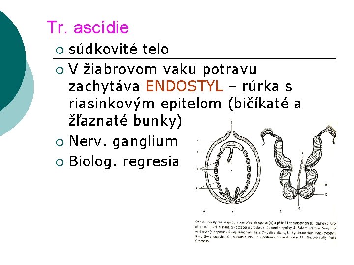 Tr. ascídie súdkovité telo ¡ V žiabrovom vaku potravu zachytáva ENDOSTYL – rúrka s