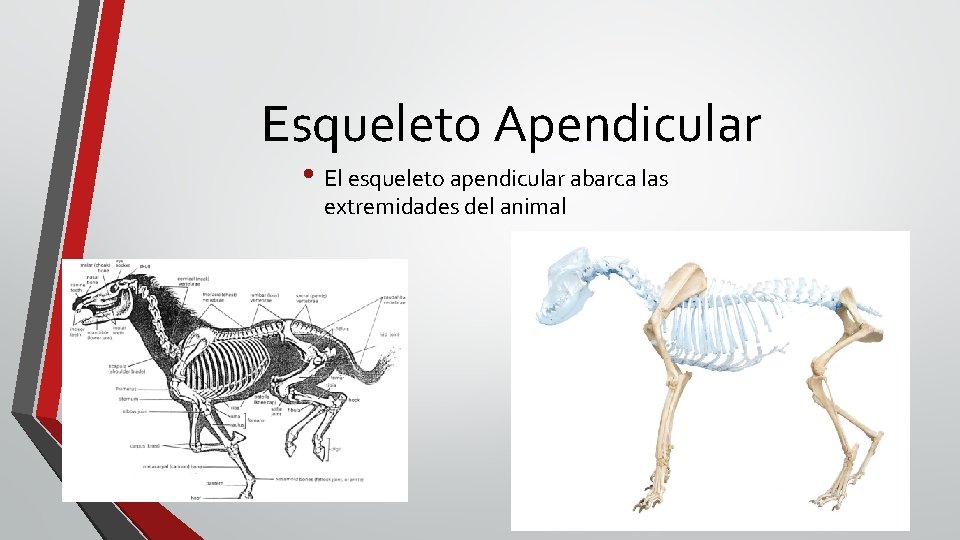Esqueleto Apendicular • El esqueleto apendicular abarca las extremidades del animal 10 