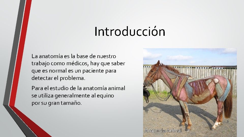 Introducción La anatomía es la base de nuestro trabajo como médicos, hay que saber