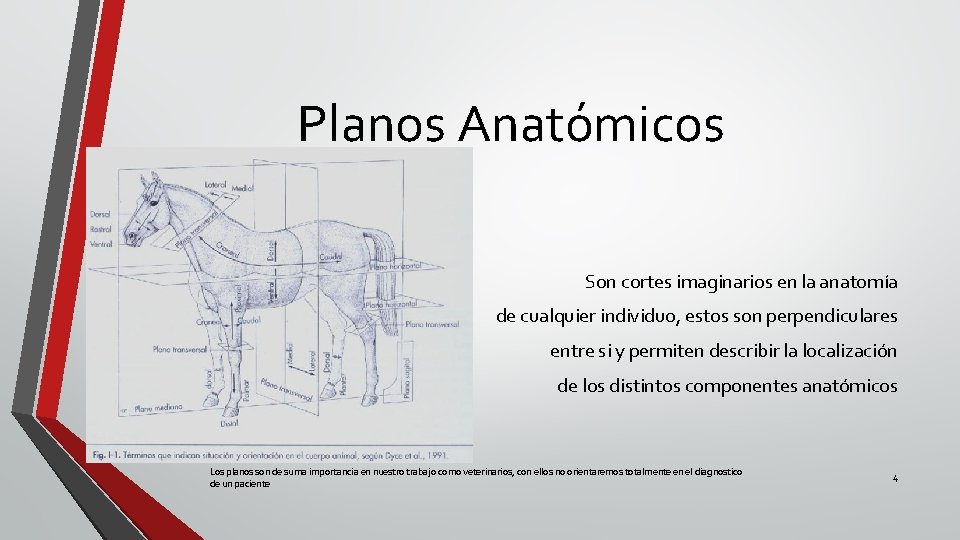 Planos Anatómicos Son cortes imaginarios en la anatomía de cualquier individuo, estos son perpendiculares