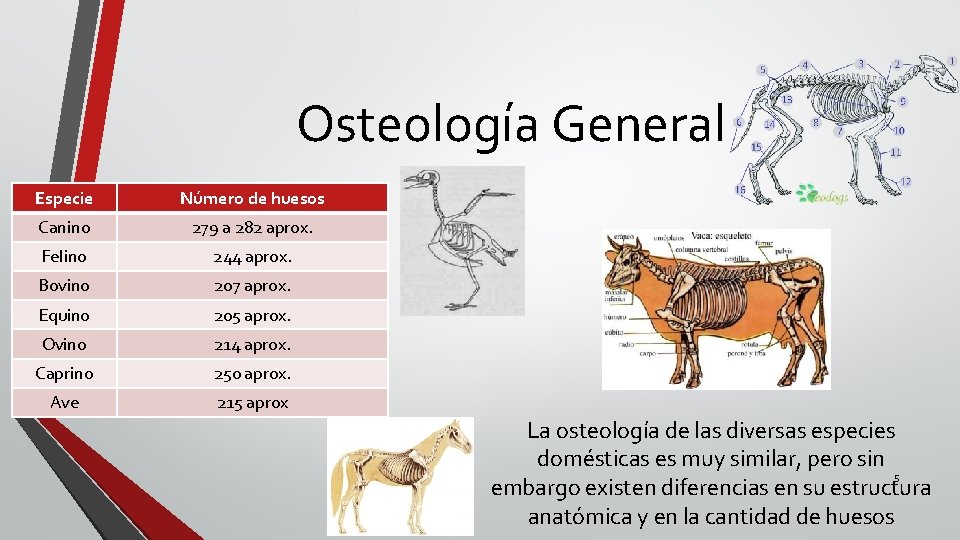 Osteología General Especie Número de huesos Canino 279 a 282 aprox. Felino 244 aprox.