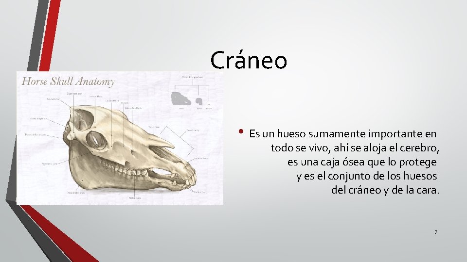 Cráneo • Es un hueso sumamente importante en todo se vivo, ahí se aloja
