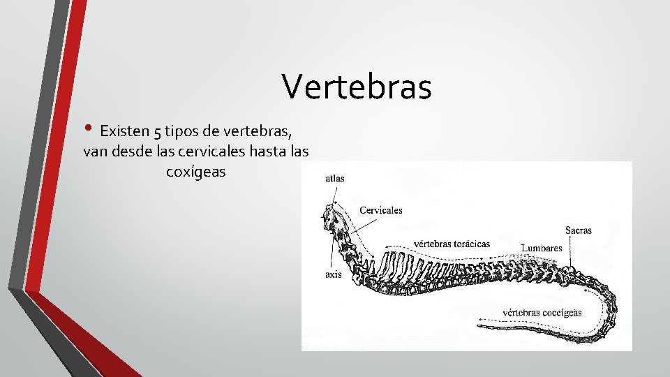 Vertebras • Existen 5 tipos de vertebras, van desde las cervicales hasta las coxígeas