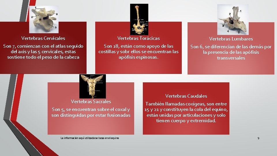 Vertebras Cervicales Son 7, comienzan con el atlas seguido del axis y las 5