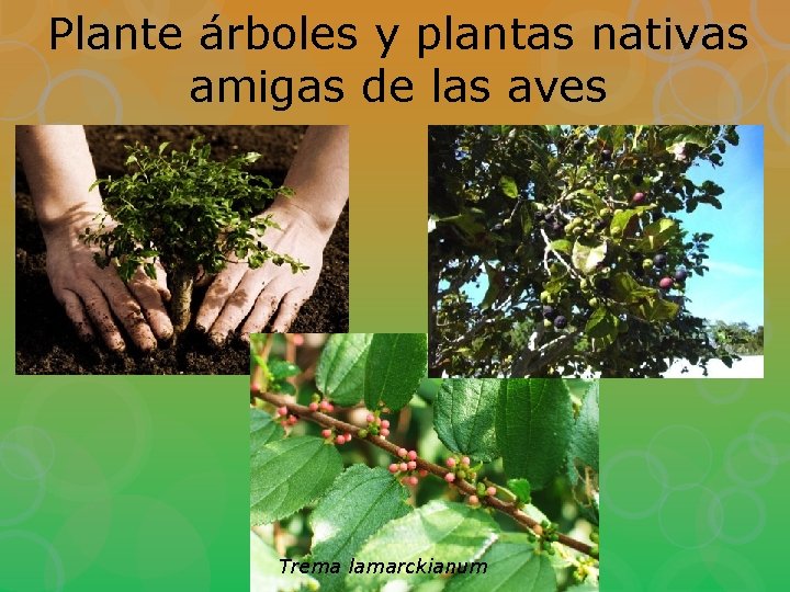 Plante árboles y plantas nativas amigas de las aves Trema lamarckianum 