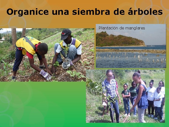 Organice una siembra de árboles Plantación de manglares 