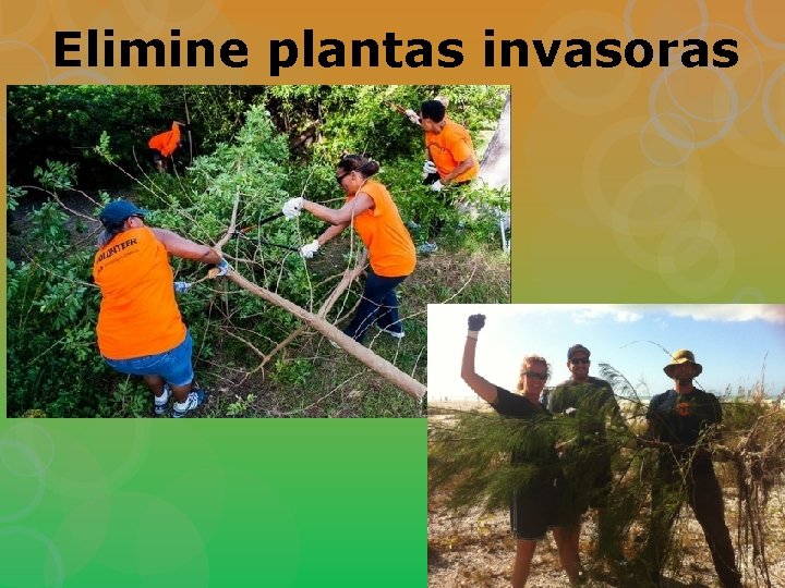 Elimine plantas invasoras 