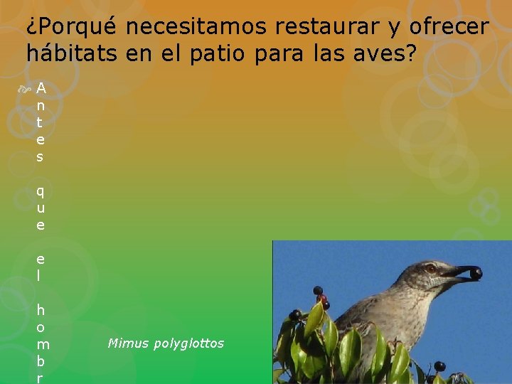 ¿Porqué necesitamos restaurar y ofrecer hábitats en el patio para las aves? A n