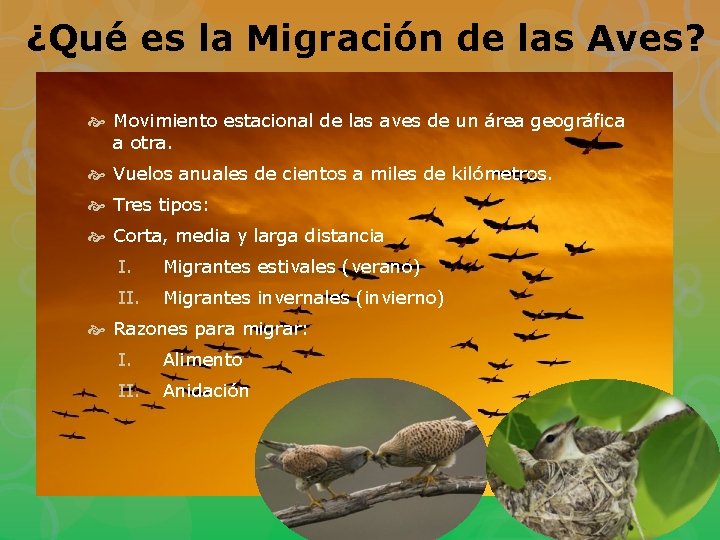 ¿Qué es la Migración de las Aves? Movimiento estacional de las aves de un