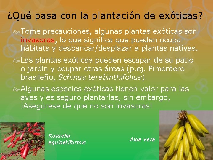 ¿Qué pasa con la plantación de exóticas? Tome precauciones, algunas plantas exóticas son invasoras,