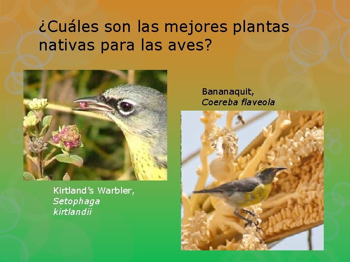 ¿Cuáles son las mejores plantas nativas para las aves? Bananaquit, Coereba flaveola Kirtland’s Warbler,