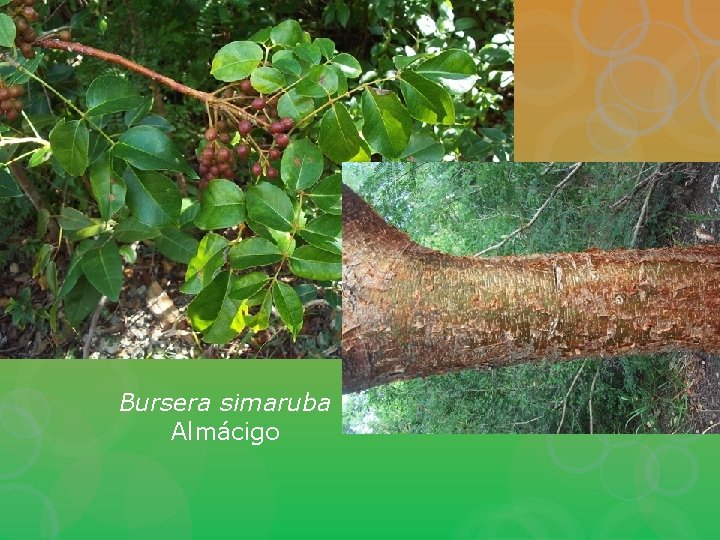 Bursera simaruba Almácigo 