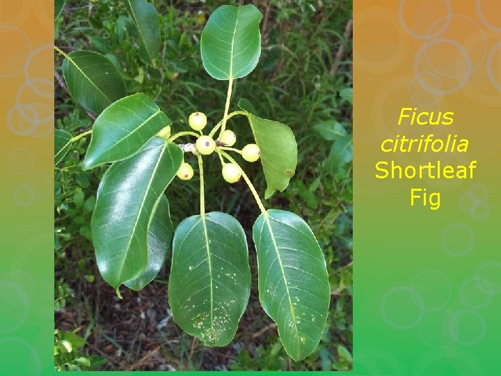 Ficus citrifolia Shortleaf Fig 