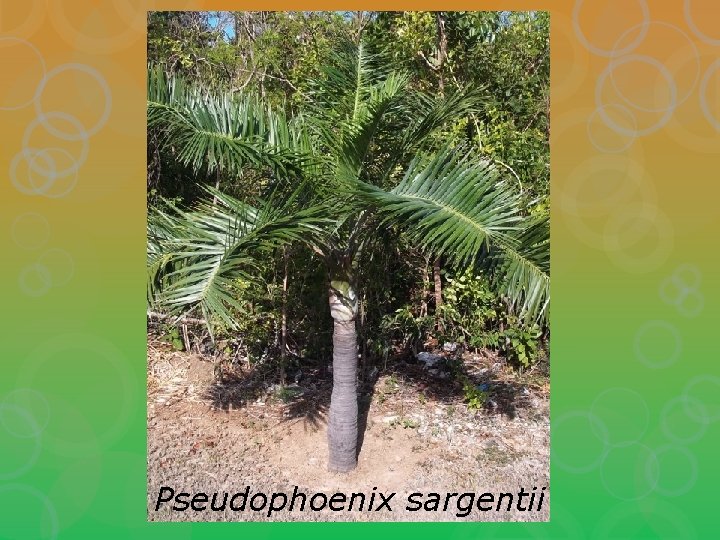 Pseudophoenix sargentii 