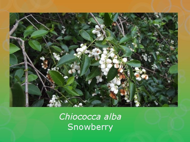 Chiococca alba Snowberry 