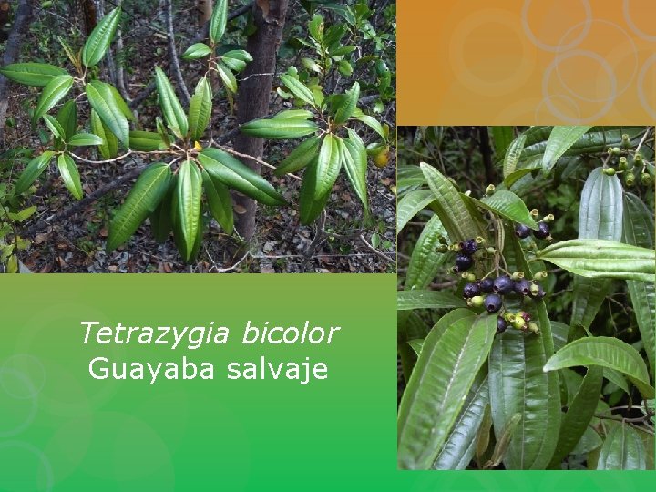 Tetrazygia bicolor Guayaba salvaje 