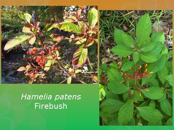 Hamelia patens Firebush 