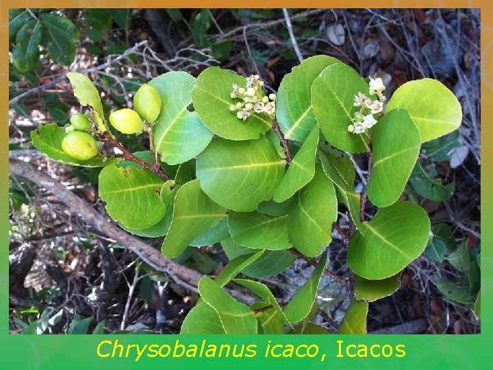 Chrysobalanus icaco, Icacos 