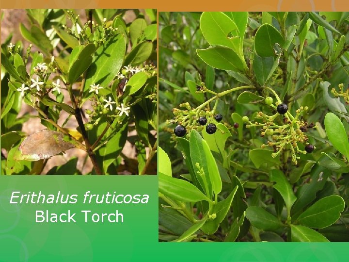 Erithalus fruticosa Black Torch 