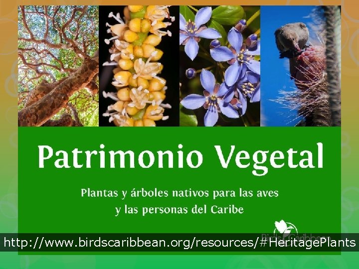 http: //www. birdscaribbean. org/resources/#Heritage. Plants 