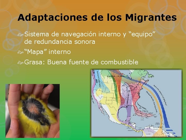 Adaptaciones de los Migrantes Sistema de navegación interno y “equipo” de redundancia sonora “Mapa”