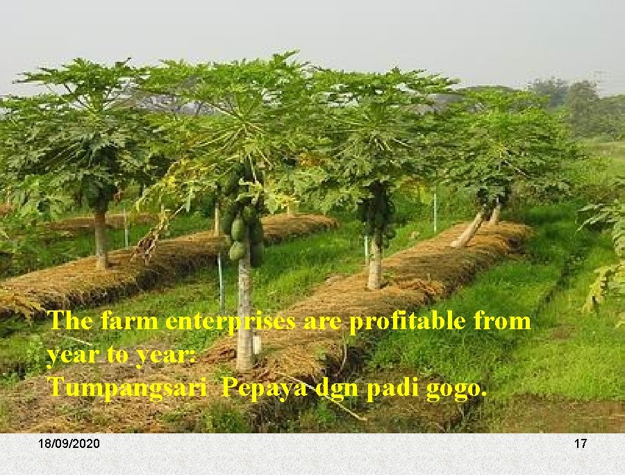 The farm enterprises are profitable from year to year: Tumpangsari Pepaya dgn padi gogo.