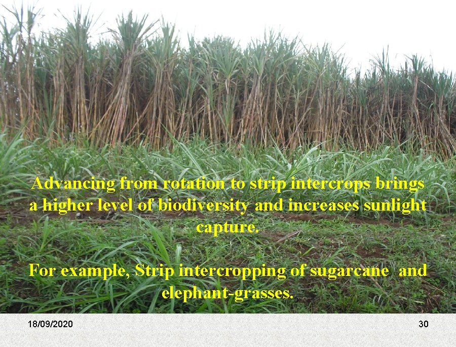 Advancing from rotation to strip intercrops brings a higher level of biodiversity and increases