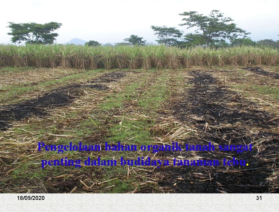 Pengelolaan bahan organik tanah sangat penting dalam budidaya tanaman tebu. 18/09/2020 31 