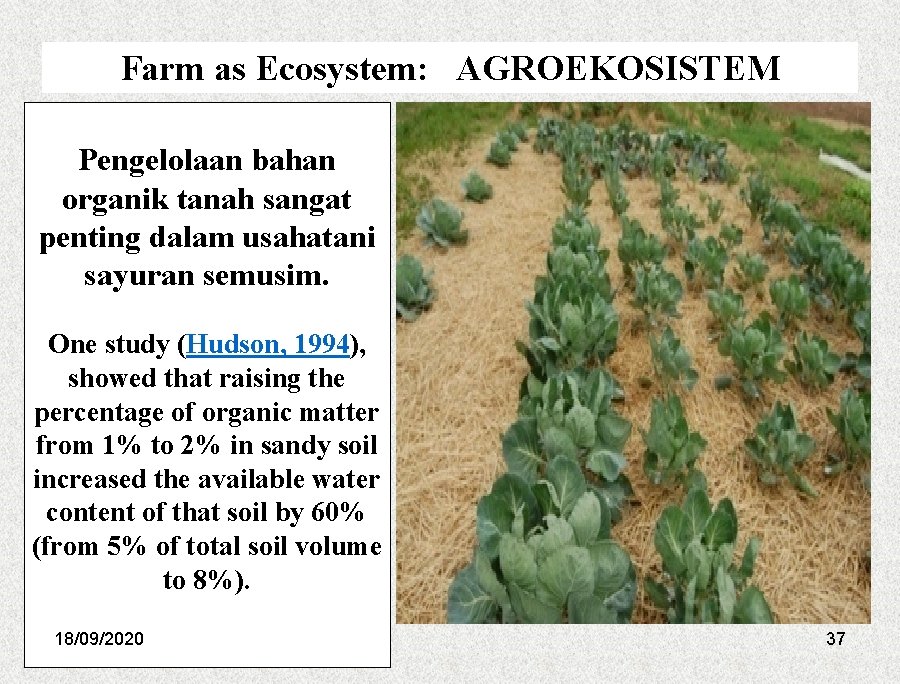 Farm as Ecosystem: AGROEKOSISTEM Pengelolaan bahan organik tanah sangat penting dalam usahatani sayuran semusim.