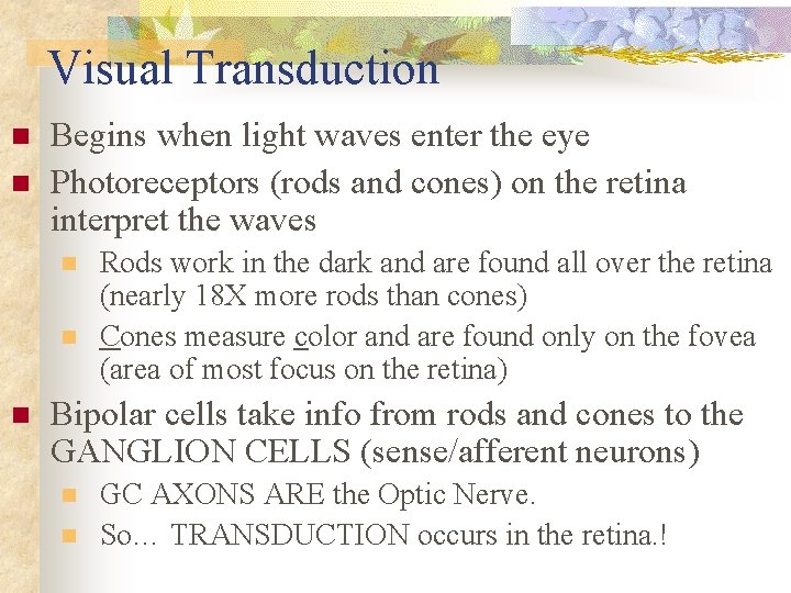 Visual Transduction n n Begins when light waves enter the eye Photoreceptors (rods and