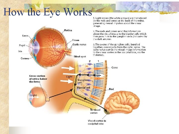 How the Eye Works 