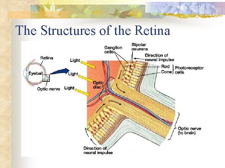 The Structures of the Retina 