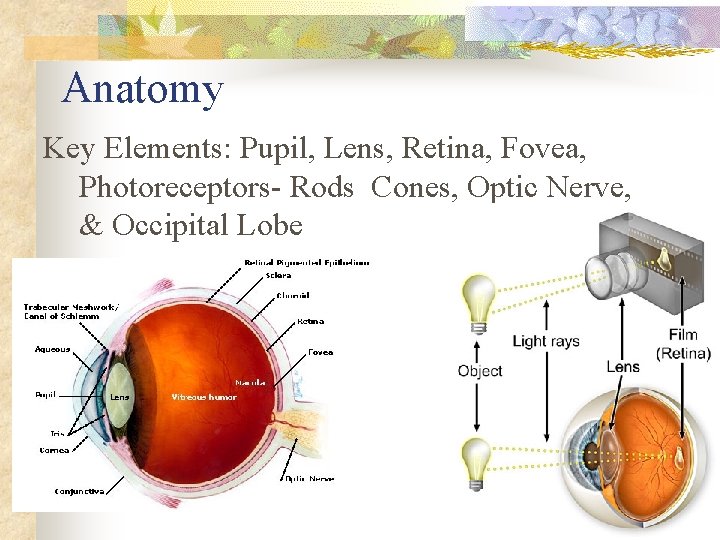 Anatomy Key Elements: Pupil, Lens, Retina, Fovea, Photoreceptors- Rods Cones, Optic Nerve, & Occipital