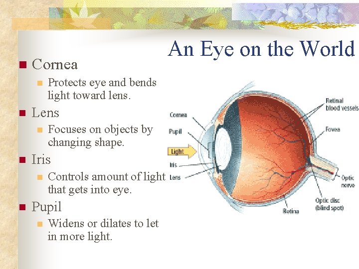 n Cornea n n Lens n n Focuses on objects by changing shape. Iris