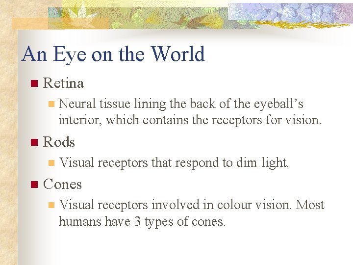 An Eye on the World n Retina n n Rods n n Neural tissue