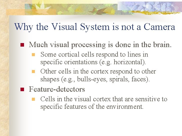 Why the Visual System is not a Camera n Much visual processing is done