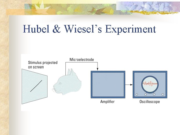 Hubel & Wiesel’s Experiment 