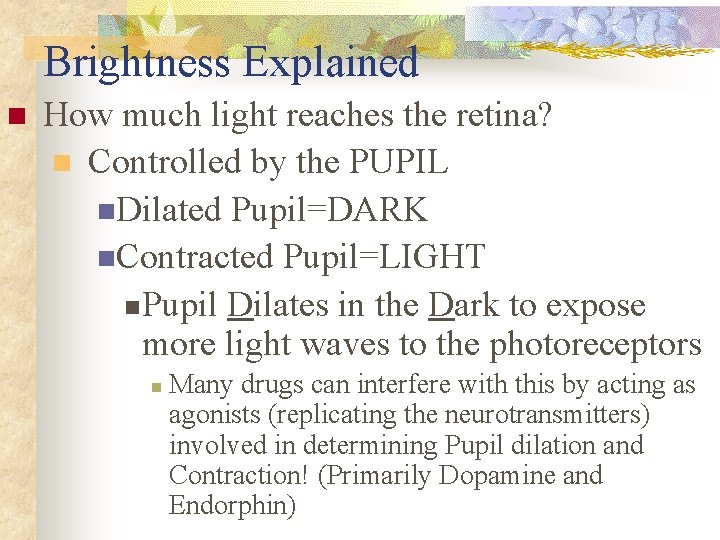 Brightness Explained n How much light reaches the retina? n Controlled by the PUPIL