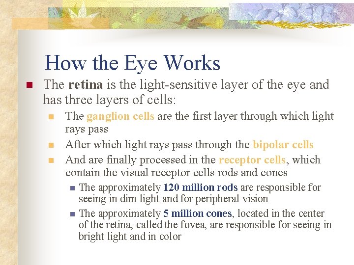 How the Eye Works n The retina is the light-sensitive layer of the eye