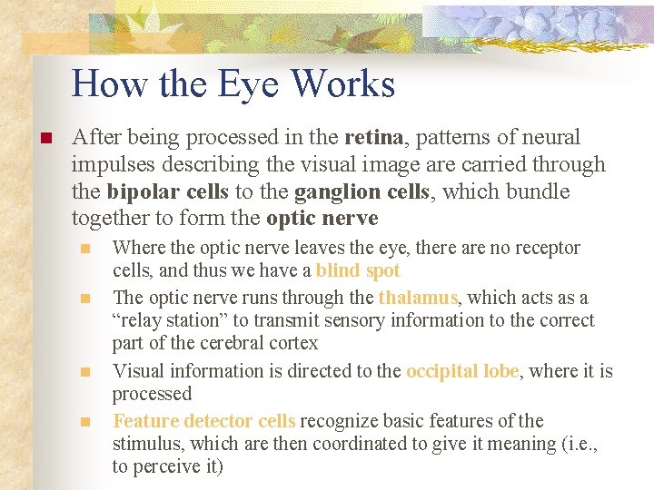How the Eye Works n After being processed in the retina, patterns of neural