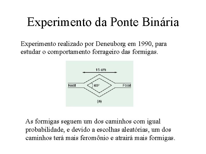 Experimento da Ponte Binária Experimento realizado por Deneuborg em 1990, para estudar o comportamento