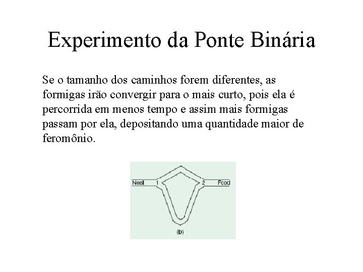 Experimento da Ponte Binária Se o tamanho dos caminhos forem diferentes, as formigas irão