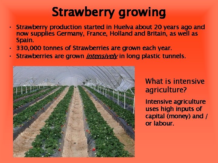 Strawberry growing • Strawberry production started in Huelva about 20 years ago and now