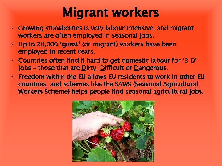 Migrant workers • Growing strawberries is very labour intensive, and migrant workers are often