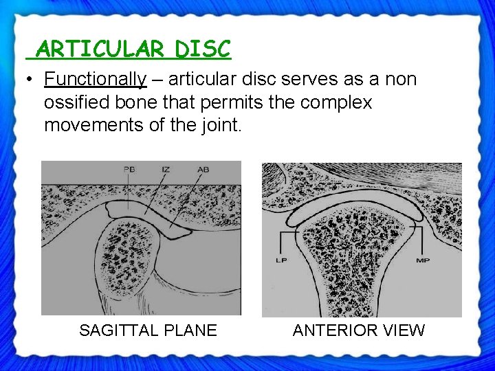 ARTICULAR DISC • Functionally – articular disc serves as a non ossified bone that